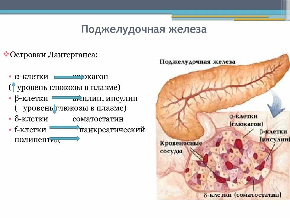 Фиброзные изменения поджелудочной