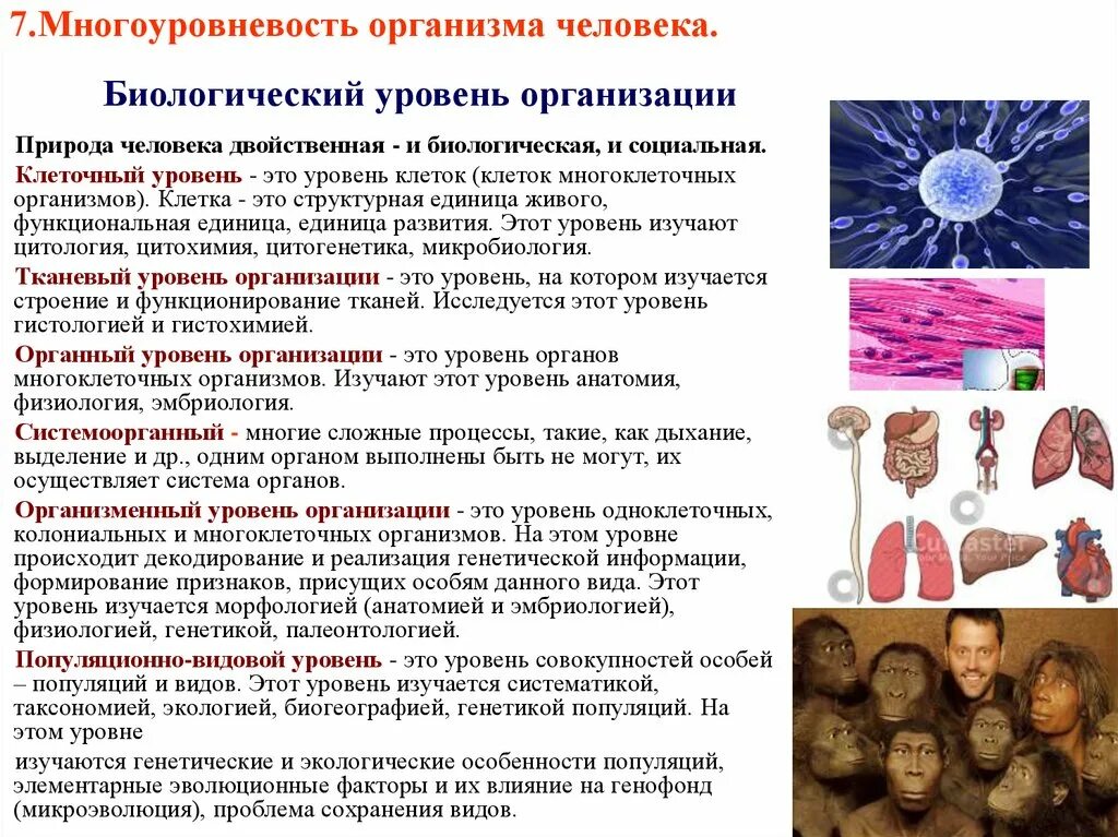 Уровни организации орга. Уровни систем в организме физиология. Клетка уровни организации организма человека. Уровни структурно-функциональной организации организма человека.