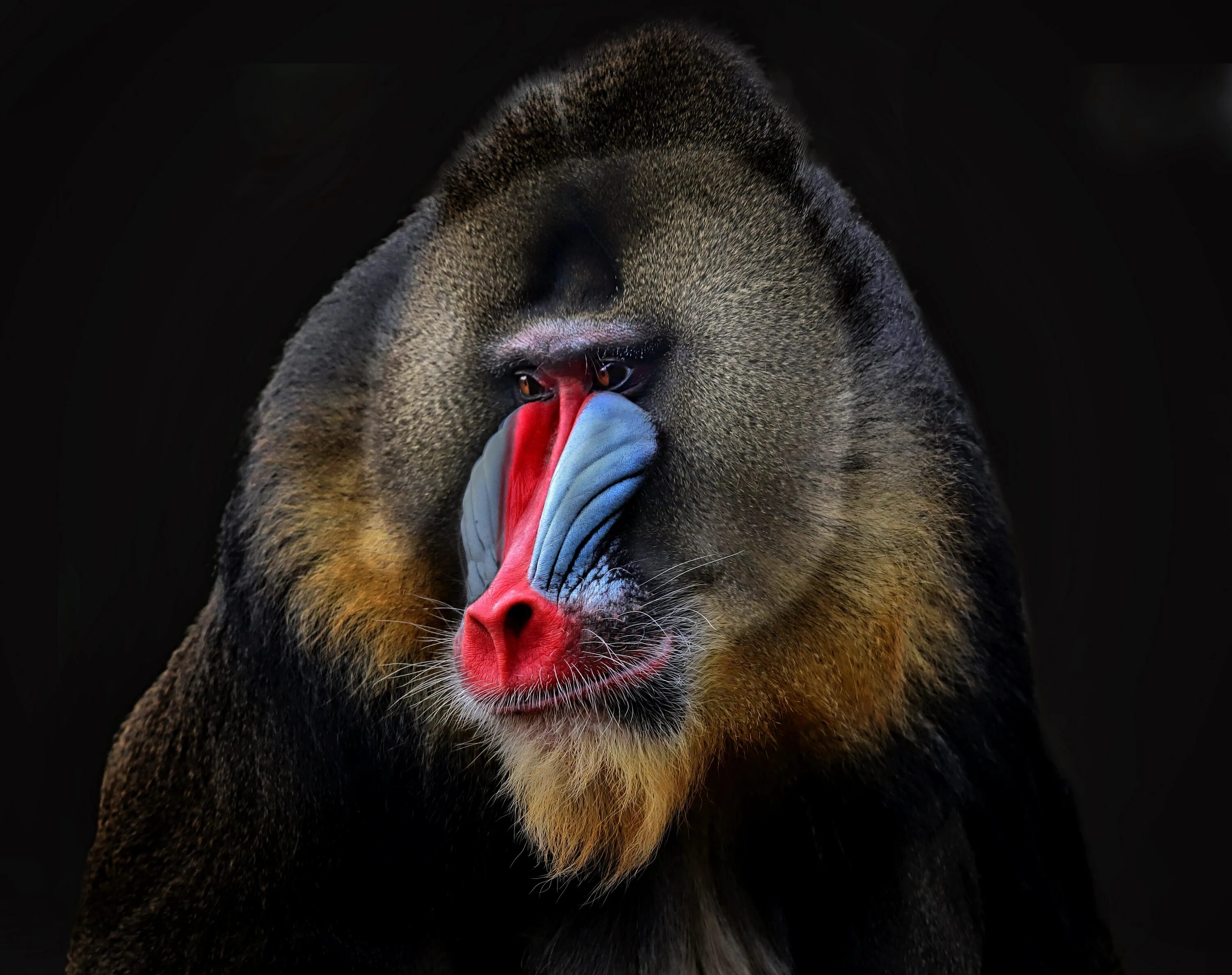Facing monkey