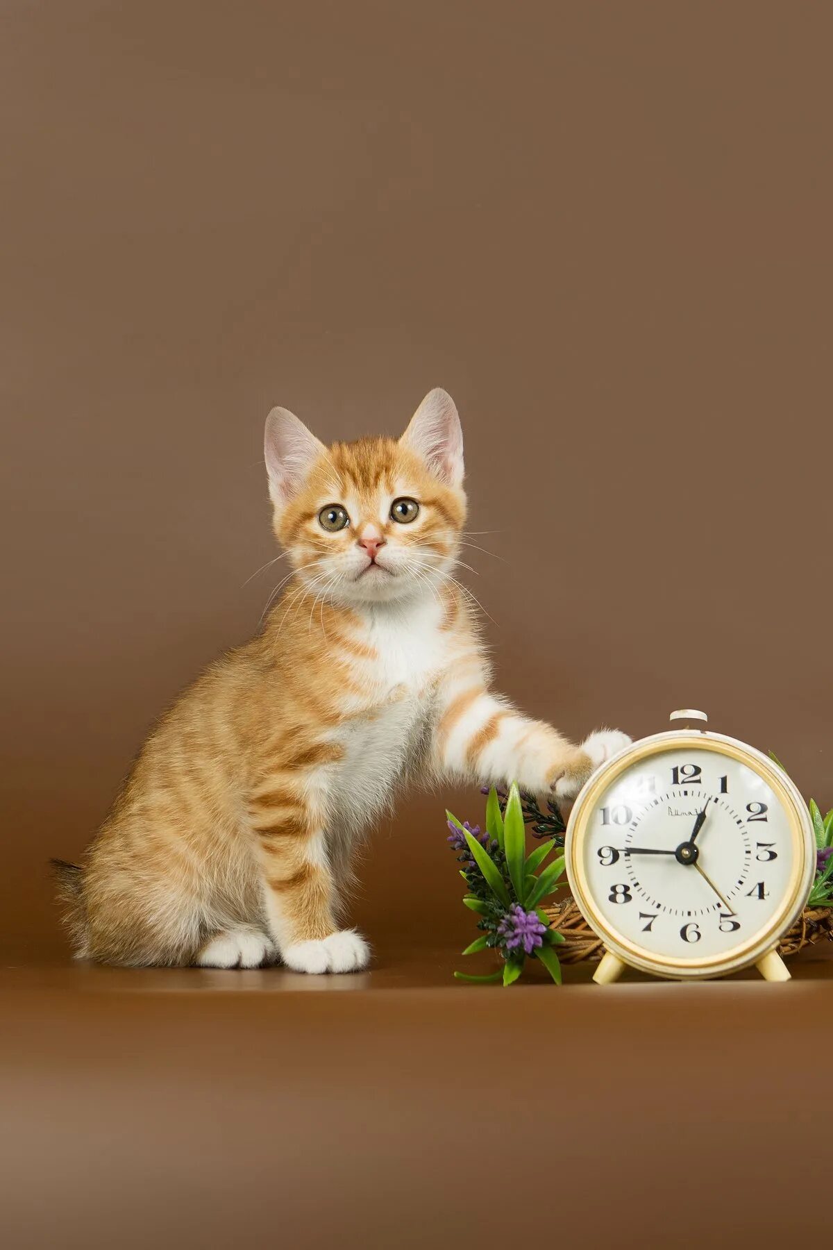 Кот с часами. Котенок с часами. Кот и часы. Котик и часы.