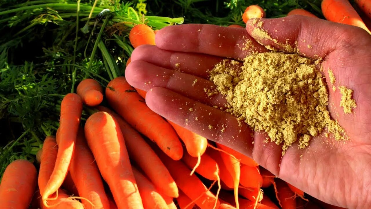 Удобрение для моркови. Подкормка моркови золой. Подкормка моркови золой в июле.