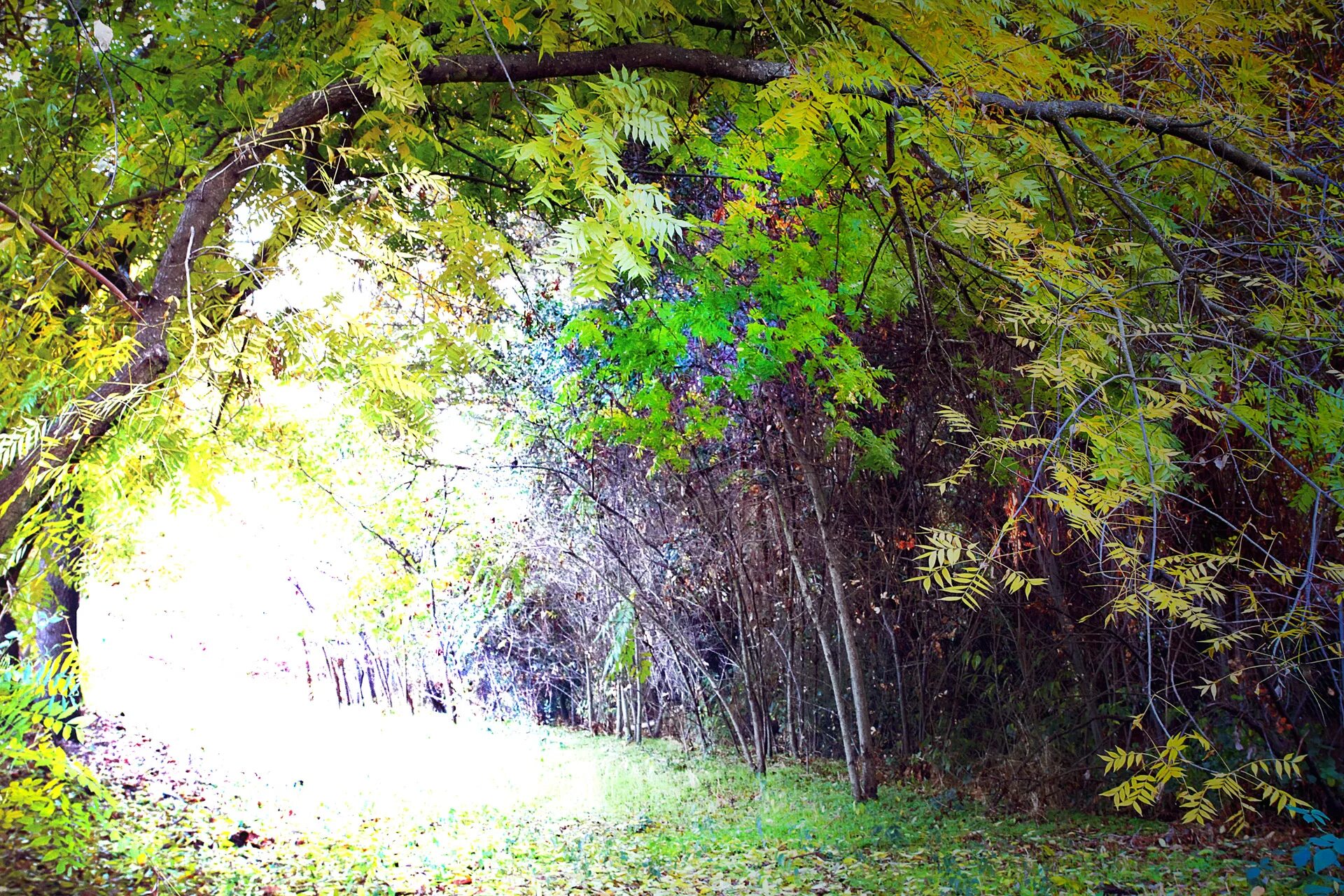 Hide in trees