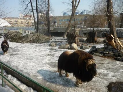 Работает ли московский зоопарк зимой