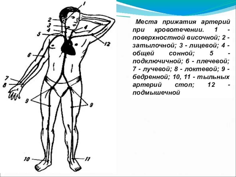 Места прижатия артерий при кровотечениях пальцевое. Точки для пальцевого прижатия при артериальном кровотечении. Точки прижатия артерий схема. Точки прижатия артерий при кровотечении схема.