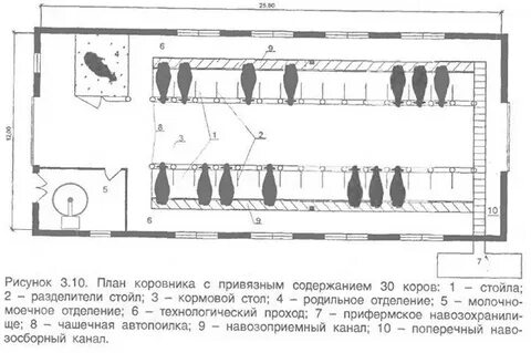 Коровник схема размеры