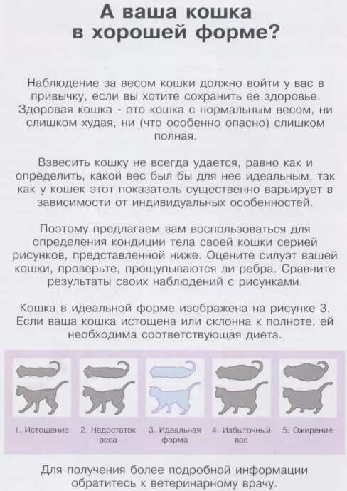 Какая температура у кошек. Температура тела у котов в норме. какая нормальная температура тела у котов. нормальная температура тела у кошек. нормальная температура у кошек ректально.