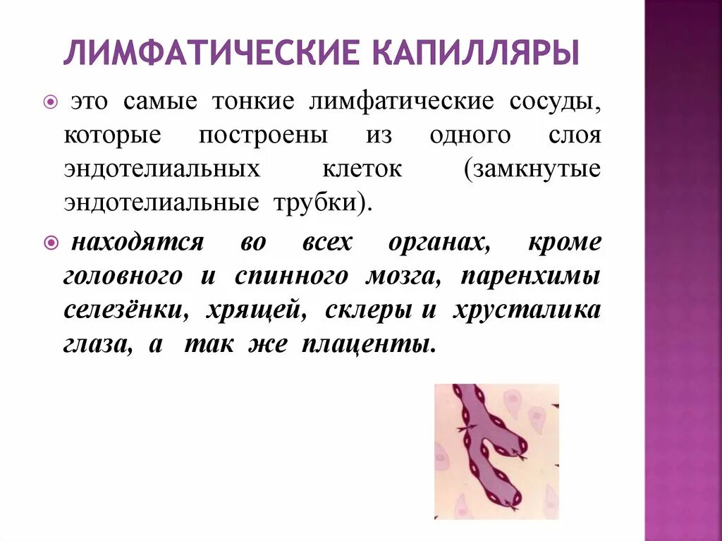 Лекция 17 Функциональная анатомия лимфатической системы SYSTEMA LYMPHATICUM