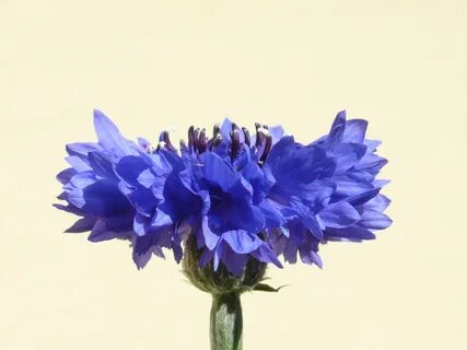 2 василек синий