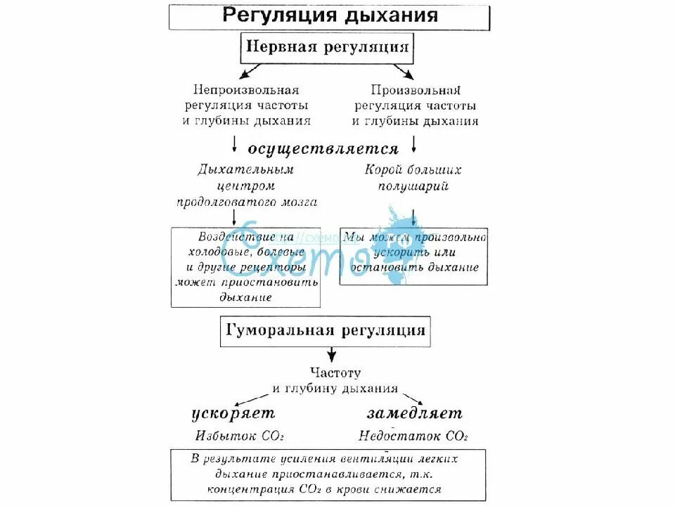 Как происходит регуляция дыхания. Способы регуляции дыхания схема. рефлекторная регуляция дыхания таблица. рефлекторные механизмы регуляции дыхания. нервная регуляция дыхания схема.