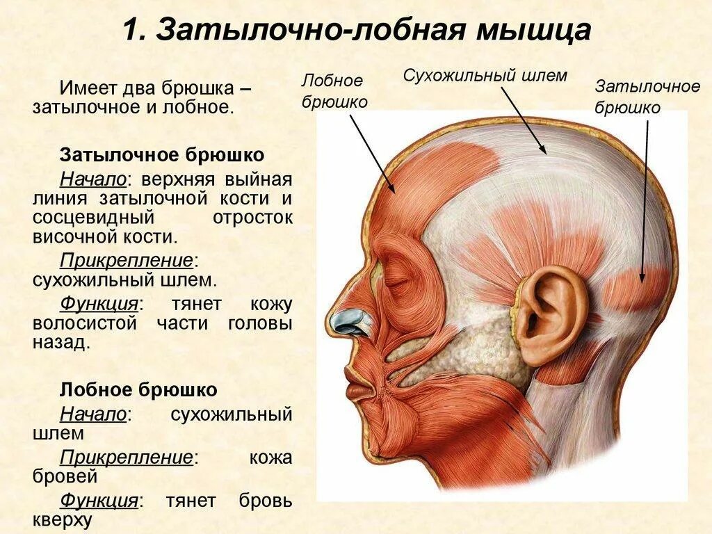 Линия затылка. Затылочно-лобная мышца функции. Мышцы ушной раковины анатомия. Функции лобной и затылочной мышц головы.