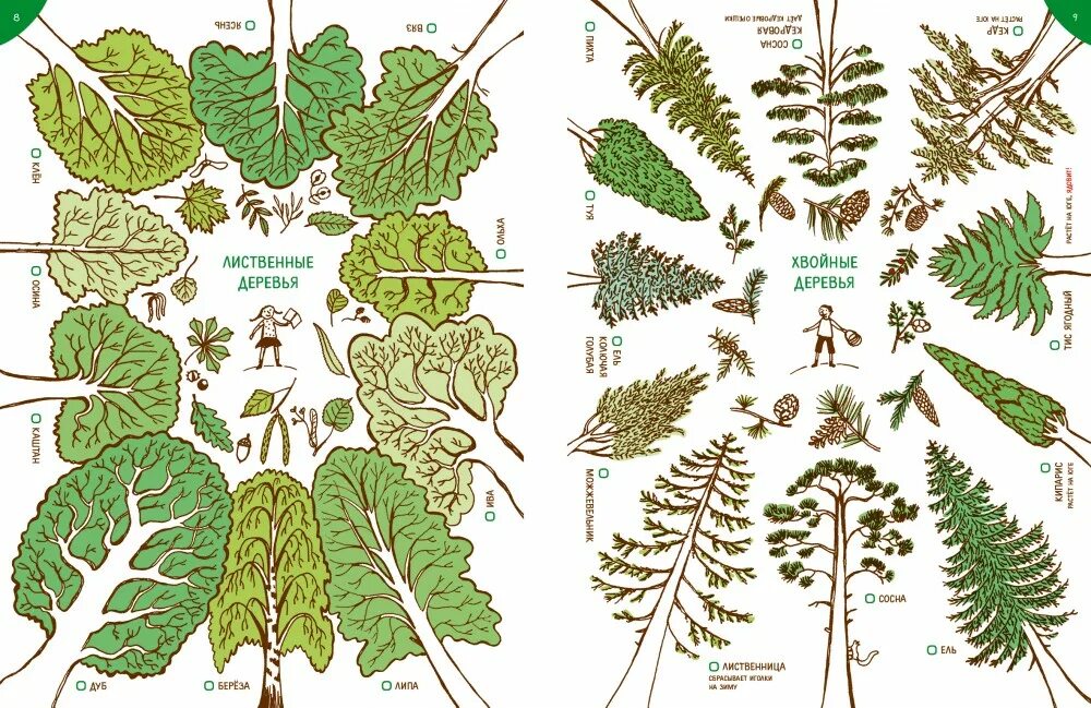 Лиственные деревья. Лиственные деревья для дошкольников. Лиственные деревья названия. Лиственные растения для детей. 5 лиственных растений
