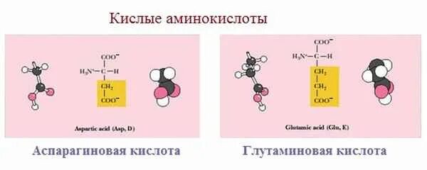 Кислотно основные аминокислоты