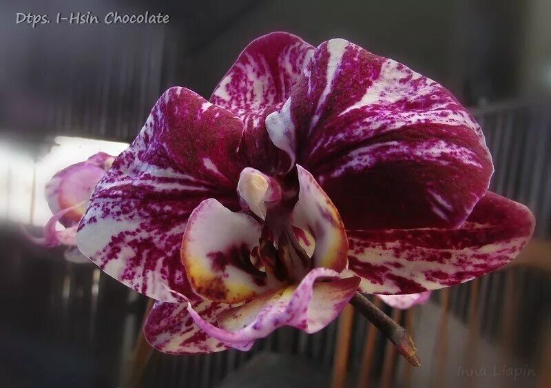 орхидея фаленопсис i hsin chocolate. орхидея фаленопсис i hsin chocolate. фаленопсис шоколад. фаленопсис шоколад. фаленопсис шоколад.