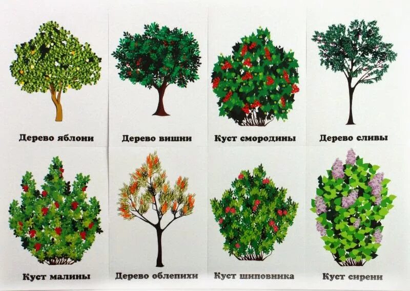 Яблоня жизненная форма
