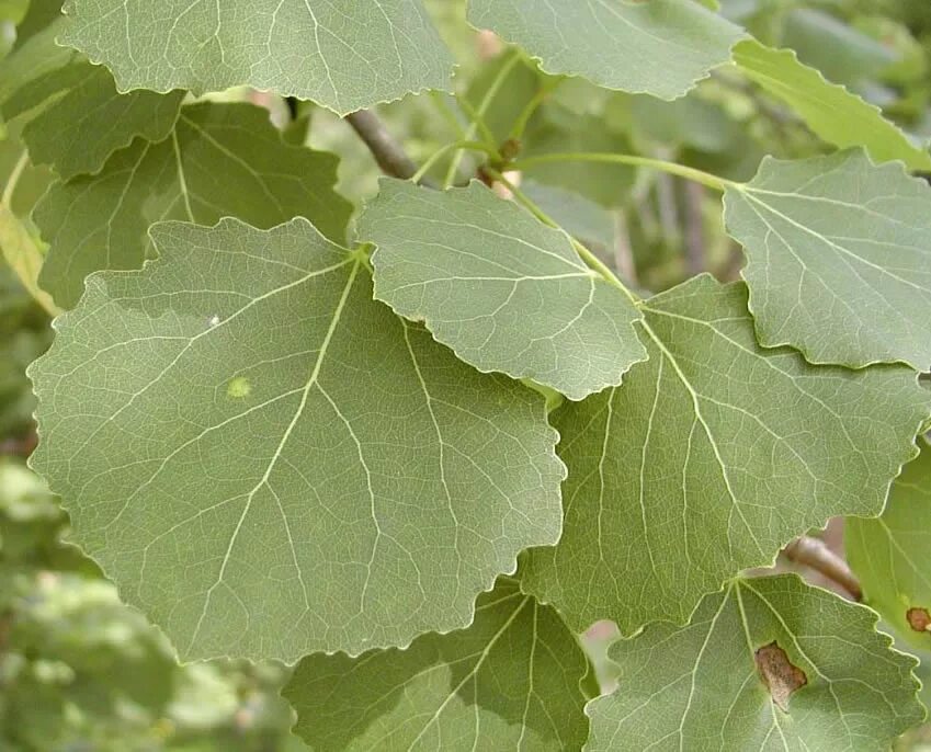 Осина (Populus tremula). Тополь дрожащий осина. Тополь дрожащий (Populus tremula). Тополь крупнозубчатый. Осина тип дерева