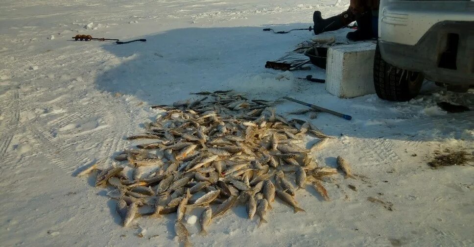 Озеро хорошее Карасукского района. Вести с водоемов. Рыбалка на карасукских Озерах зимой. Рыбалка на яме в хорошем Карасукского района. Рыбалка на озерах форум