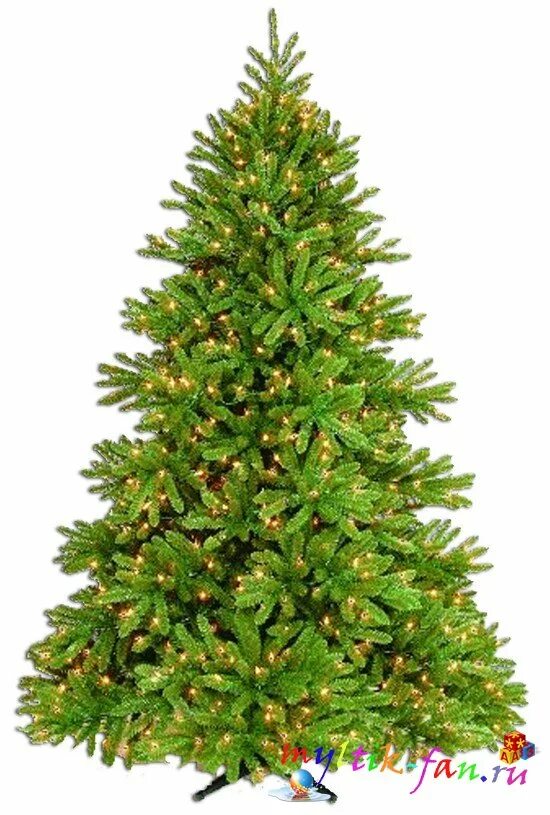 елка картинка. новогодняя елка на белом фоне. Classic christmas tree ель принц зеленая 1. новогодняя елка на белом фоне. елка.