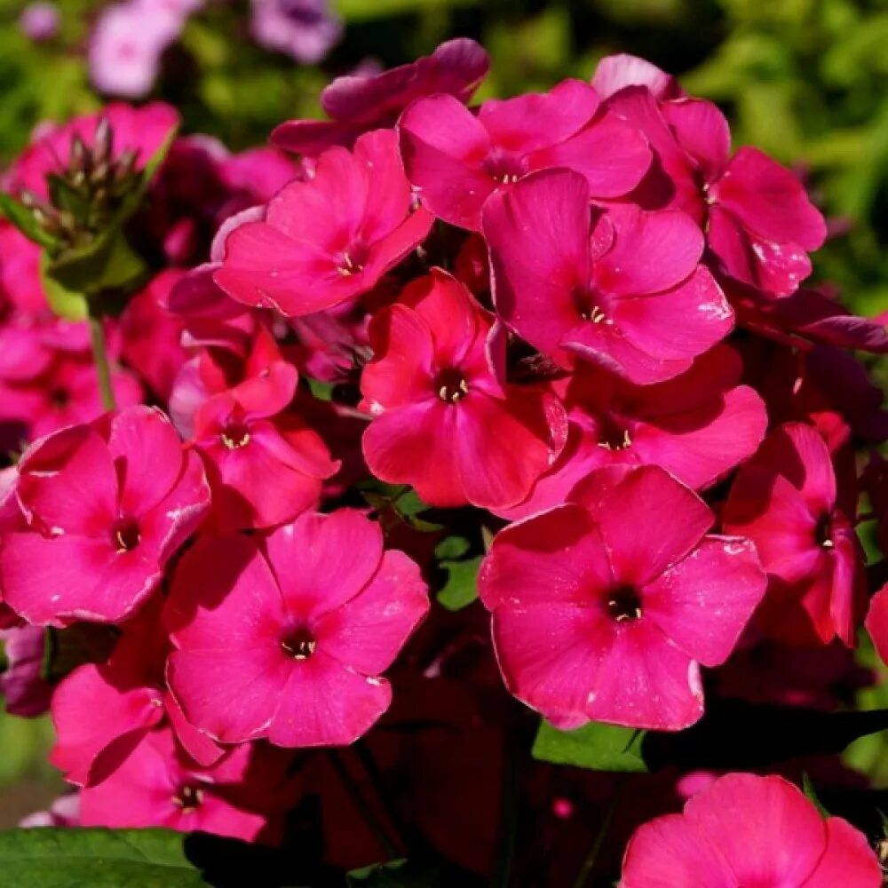 Флоксы купить в москве. Флокс метельчатый. Флокс метельчатый (Phlox paniculata). Флокс метельчатый Лиззи. Флокс метельчатый Larissa.