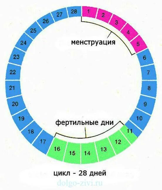 9 цикла забеременеть. Календарный метод предохранения от беременности безопасные дни. Бнзопасные дни цикл. Цикл овуляции безопасные дни. Опасные дни менструационного цикла.