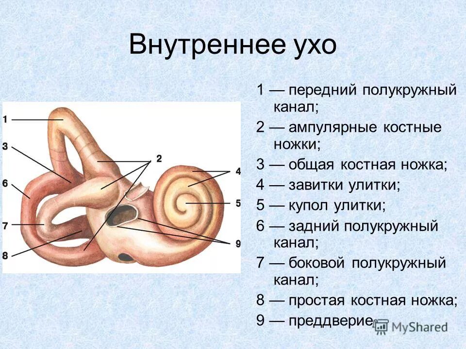 Во внутреннем ухе расположены. Костный Лабиринт внутреннего уха преддверие. Внутреннее ухо преддверие улитка полукружные каналы. Внутреннее ухо костный Лабиринт. Костный Лабиринт полукружные каналы ножки.