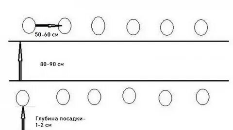 Какое расстояние при посадке огурцов в теплице