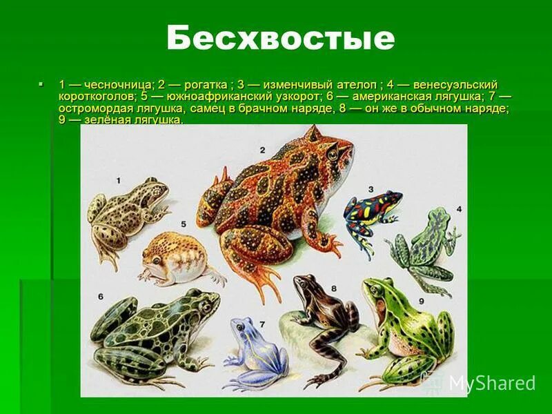 прогрессивные и примитивные черты строения лягушки остромордой