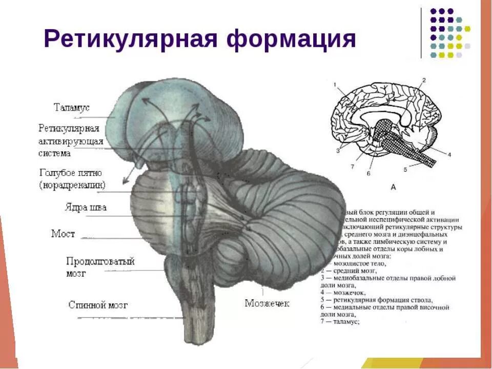 Ретикулярная формация ствола головного мозга. Ядра ретикулярной формации среднего мозга. Ядра ретикулярной формации среднего мозга функции. Ядра ретикулярной формации схема.