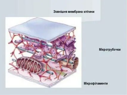 Цитоскелет мембрана