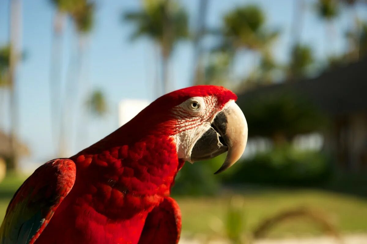 Red parrot