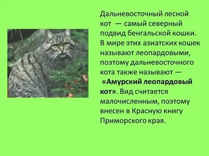 Среда обитания кошки