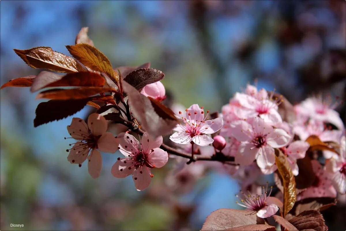 фукуока япония природа. цветущие деревья и кустарники воронежской области фото. весенняя рапсодия. весенняя рапсодия картинки. весенняя рапсодия шопена.