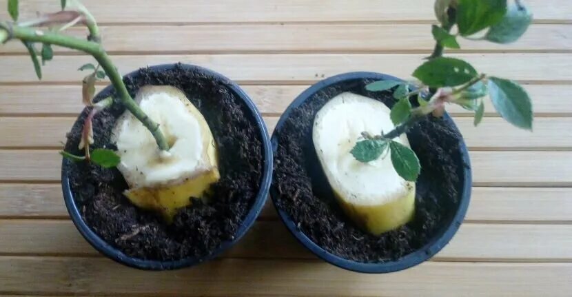 Как вырастить розу в банане. Черенок розы в банане. Укоренение черенков роз в банане. Черенкование в банане. Отросток розы в банане.