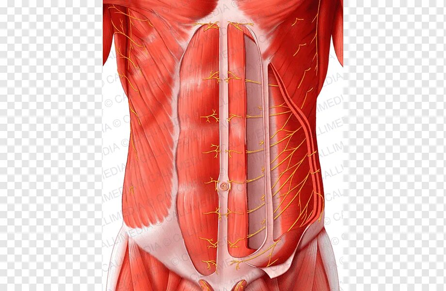 Стенка анатомия. Rectus abdominis мышца. Transverse abdominis мышца. Мышцы брюшной стенки анатомия. Мышцы живота топографическая анатомия.