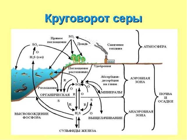 Круговорот серы в биосфере схема. Круговорот воды кислорода углерода азота в биосфере. Схема цикла углерода и азота. Цикл серы в природе схема.