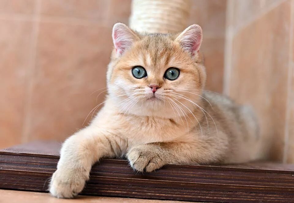 Характер и поведение кошки шиншиллы - PetTime Gattini, Gatti, Animali