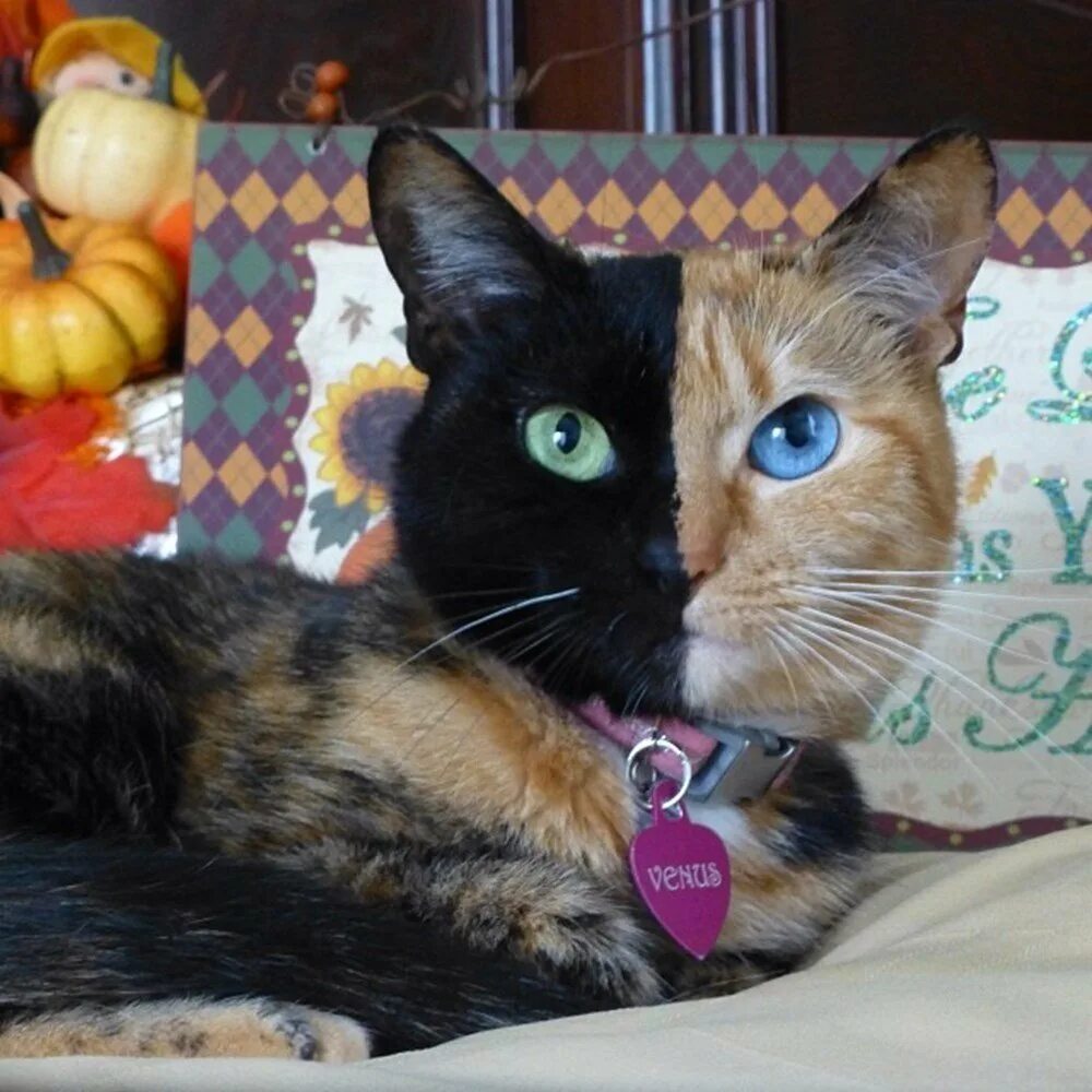 Недорогие кошки. Химера Венера. Кошка Венус. Кошка Венера маленький котенок.