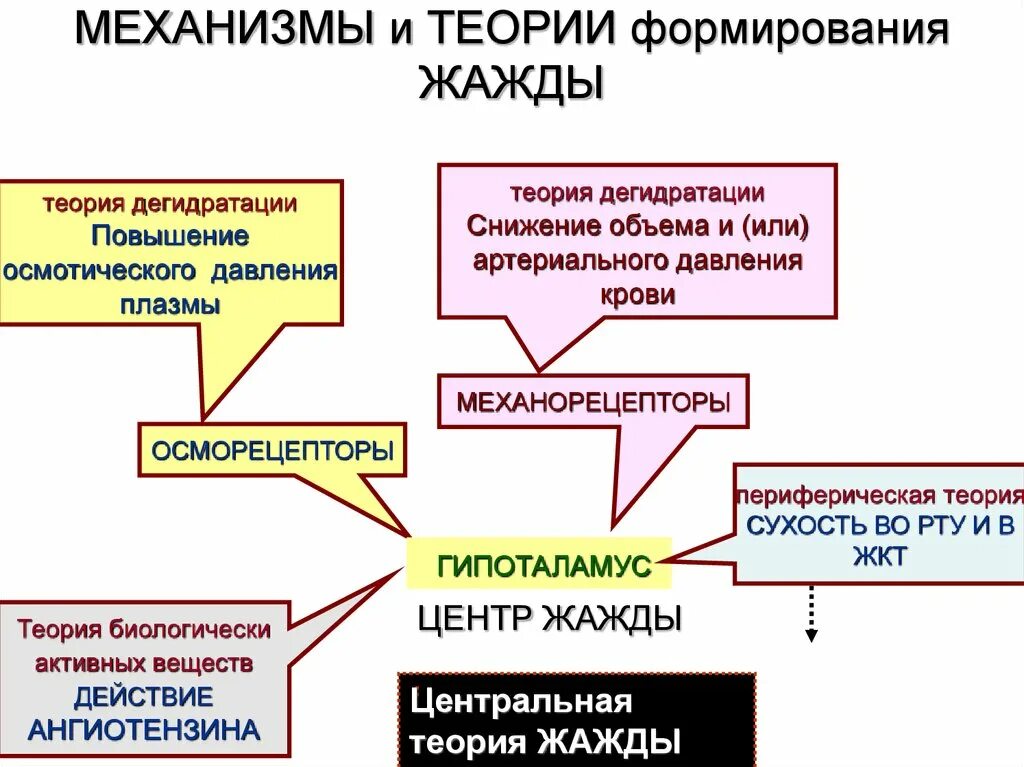 Функции жажды. Механизмы формирования жажды. механизм возникновения жажды. механизм жажды физиология.