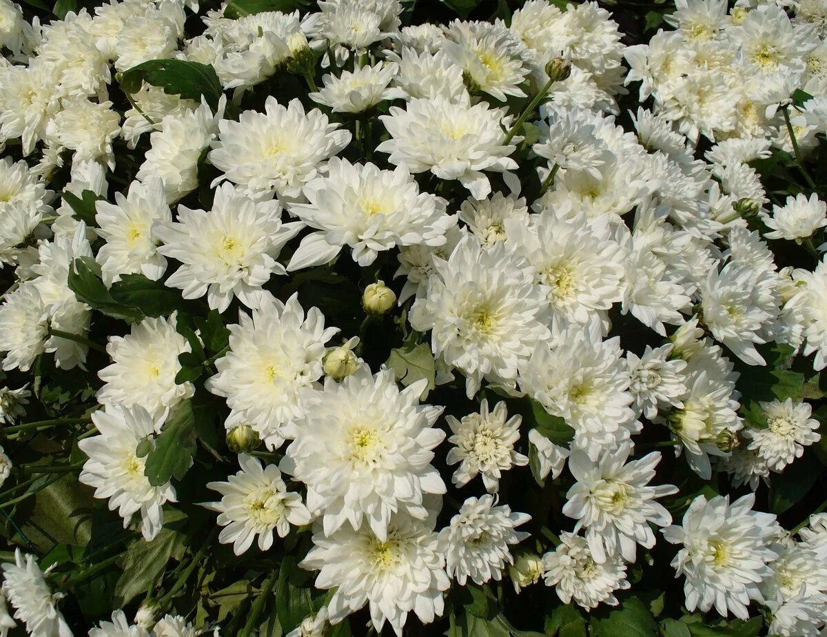 Названия белых многолетних цветов