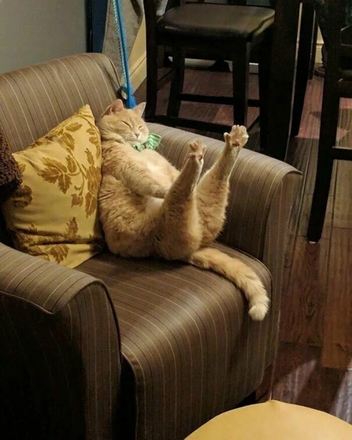 Сижу в предвкушении. Дабл хоба кот. Кот на диване. Ленивый кот. Диван кошка.