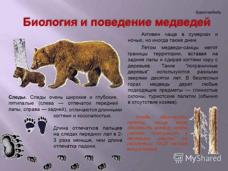 Какую территорию занимает медведь. Описание бурава медведя. бурый медведь характеристика. рассказ про бурого медведя. описание медведя.