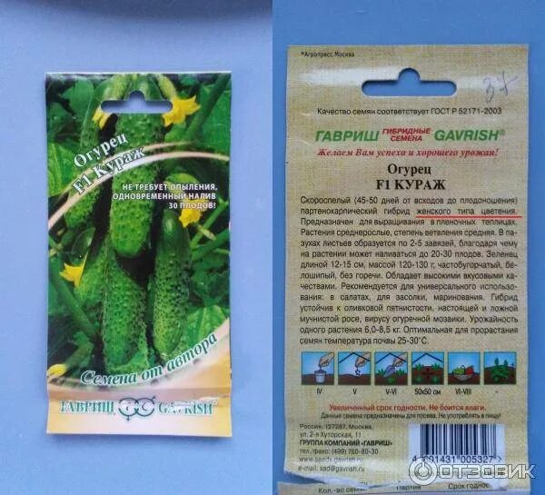 Характеристика огурцов сорта кураж. Семена огурцов кураж f1. гавриш огурец кураж f1. семена огурец кураж f1. семена огурец кураж гавриш.