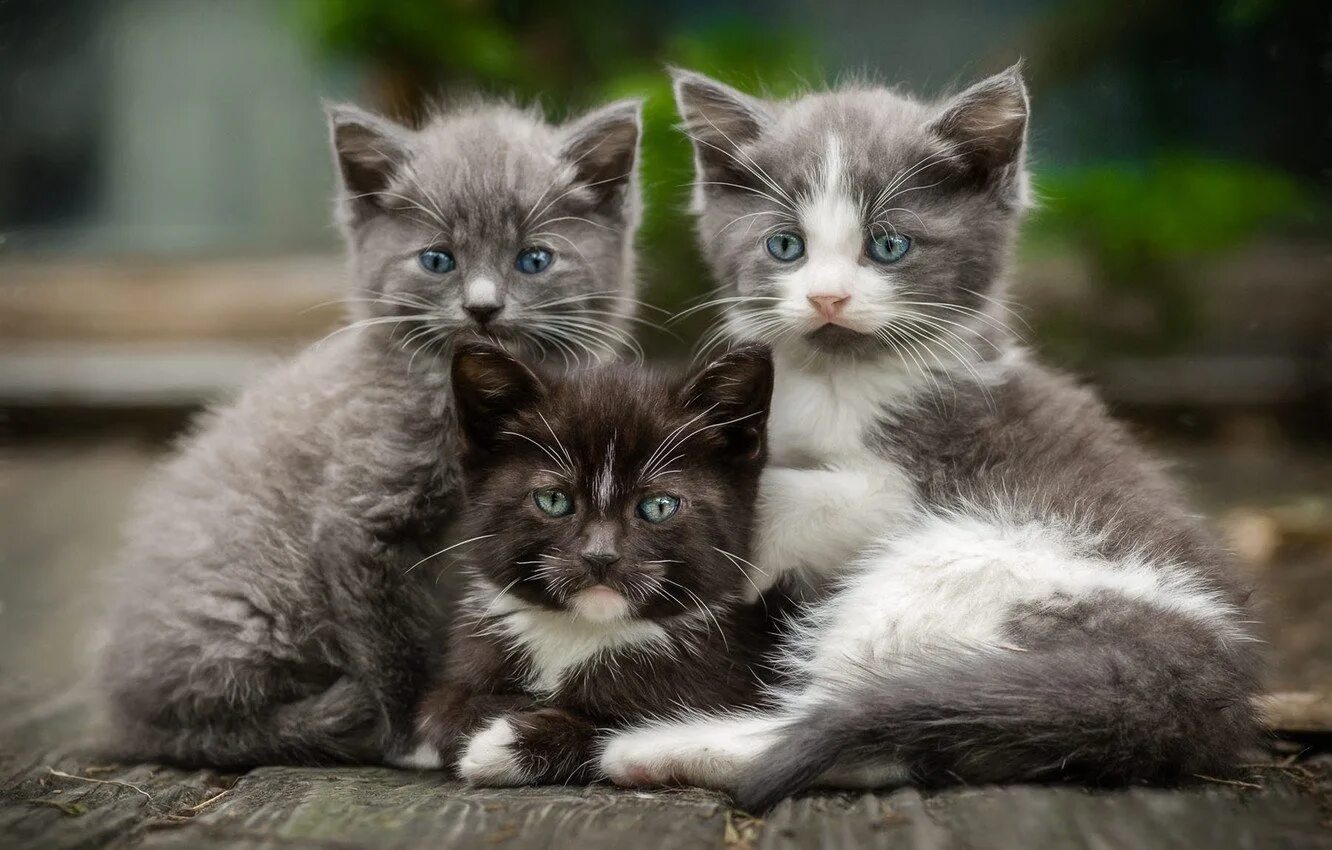 Какие котенки