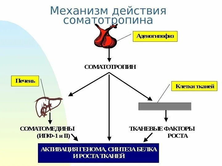 Синтез гормона роста. Схема действия соматотропного гормона и инсулина. Соматотропный гормон Синтез схема. Соматотропный гормон мишени и эффекты. Гормон роста механизм действия биохимия.