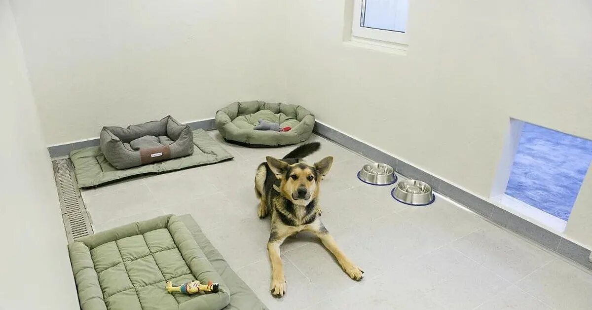 Передержка собак. Передержка собак стоит. Передержка собак. Передержка собак. Передержка собак стоит.