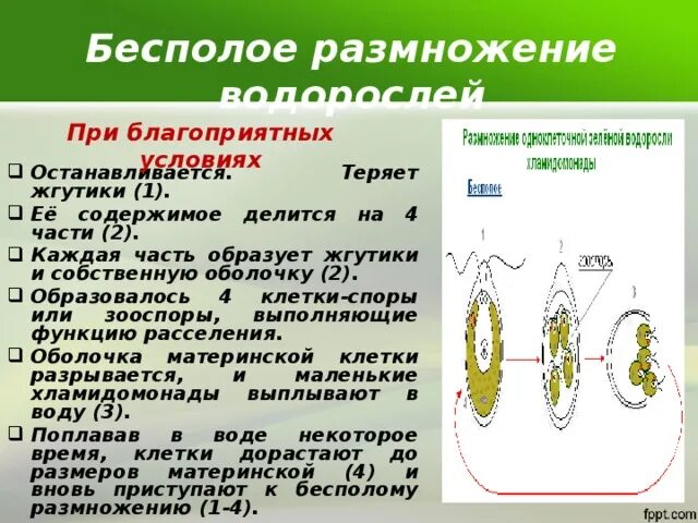 При благоприятных условиях водоросли размножаются. Размножение водорослей при неблагоприятных условиях. Размножение при благоприятных условиях. Бесполое размножение водорослей. Водоросли размножаются путем