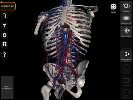 Anatomy learning 3d атлас