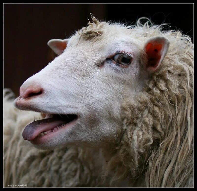 бяша телочка. бяша. бяша картинки. бяша телочка. бяша телочка.