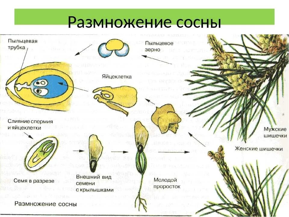 Размножение голосеменных хвойных. Схему процесса размножения сосны обыкновенной. Размножение голосеменных сосна обыкновенная. Размножение голосеменных растений 7 класс.