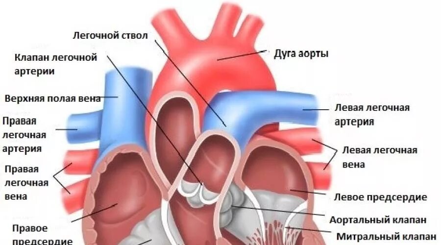 Наличие хорды у человека. Строение сердца анатомия хорда. Дополнительная хорда митрального клапана. Строение сердца лишние хорды.