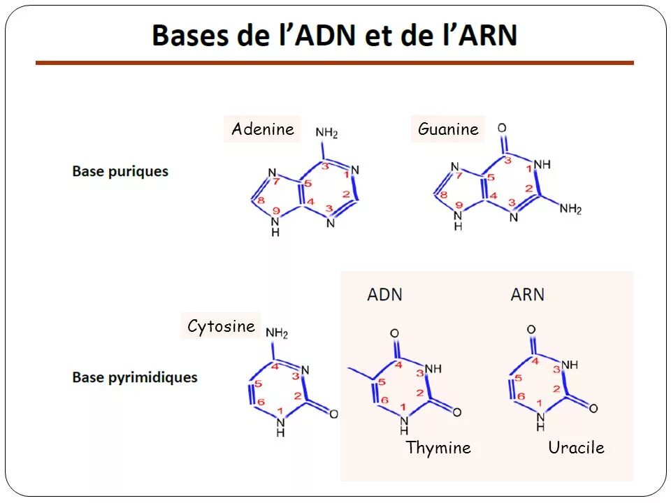 Тимин гуанин цитозин Тимин. Adenine thymine. Аденин гуанин. Adenine guanine cytosine thymine.